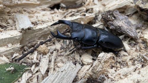 Dorcus curvidens hopei