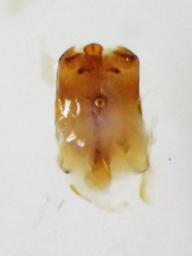 Réf. 310 042 : Saprinus aeneus