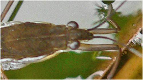 Gerris lacustris