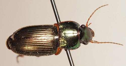Réf. 310 777 : Harpalus affinis