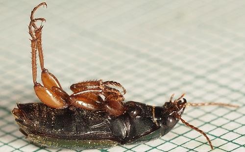 Harpalus affinis