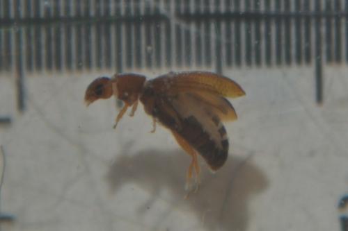 Corticariinae