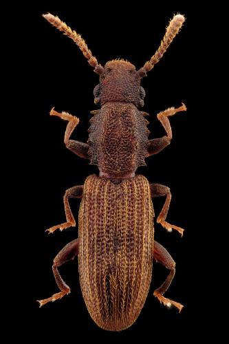 Oryzaephilus surinamensis