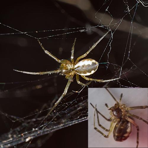 Neriene peltata