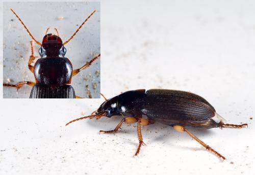 Pseudoophonus griseus