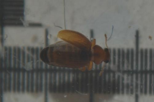 Réf. 310 788 : Corticariinae inconnu