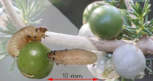 Réf. 310 886 : Crioceris duodecimpunctata