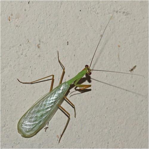 Photina sp.