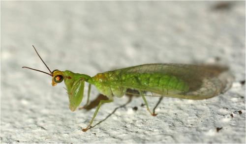 Zeugomantispa sp.