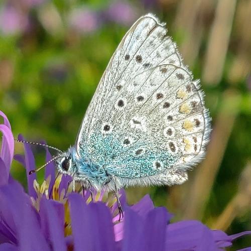 Polyommatus amandus