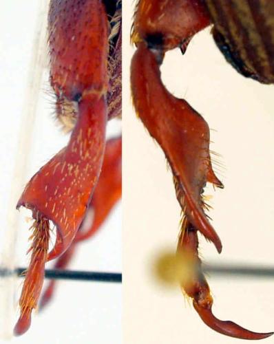 Denticnema striatula