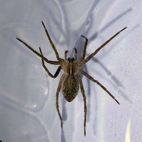 Pisaura mirabilis