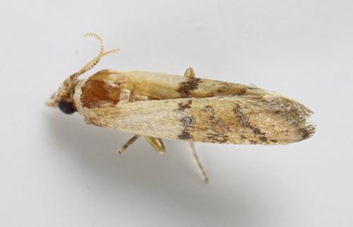 Réf. 310 036 : Plodia interpunctella