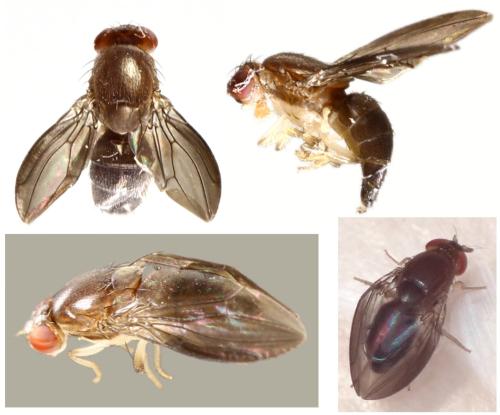 Stegana nigrithorax