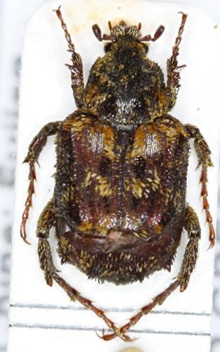 Dasyvalgus sp.