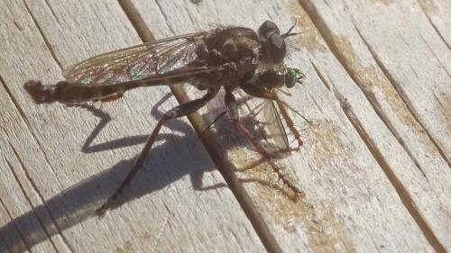 Machimus chrysitis