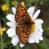 310050 – Photo : Philippe Fourtier – France (38)