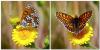 310521 – Photo : Cédric Mondy – France (56)
