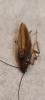 310812 – Photo : ludovic – France (35)