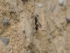 310404 – Photo : Andre Astric – France (68)