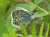 310865 – Photo : Andre Astric – France (68)