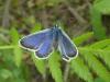 310864 – Photo : Andre Astric – France (68)