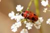 310455 – Photo : Pierre Duhem – France (73)