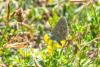 Polyommatus sp.