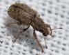 310614 – Photo : Christian Berquer – France (50)
