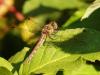 310771 – Photo : Franck Pion – France (78)