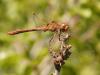 310844 – Photo : Franck Pion – France (78)
