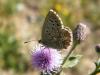 310693 – Photo : Philippe Fourtier – France (38)