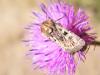 310762 – Photo : Philippe Fourtier – France (38)