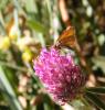 310273 – Photo : Philippe Fourtier – France (38)