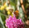 310272 – Photo : Philippe Fourtier – France (38)