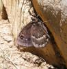 310293 – Photo : Philippe Fourtier – France (38)