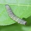 310613 – Photo : sofiane lemieuvre – France (74)