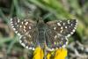 310688 – Photo : Bernard Saquet – France (34)