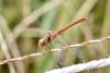 310240 – Photo : Michel Mathieu – France (34)