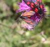 310342 – Photo : Philippe Fourtier – France (38)