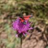 310435 – Photo : Philippe Fourtier – France (38)