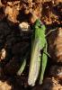 310743 – Photo : Antoinette Fleixas – France (21)