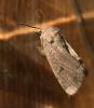 310071 – Photo : Philippe Bissières – France (26)