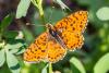 310006 – Photo : Jean-Claude Lablanquie – France (63)