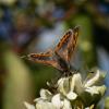 310764 – Photo : Joseph Rezeau – France (22)