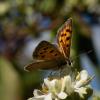 310763 – Photo : Joseph Rezeau – France (22)