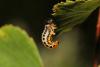 310888 – Photo : Daniel INGREMEAU – France (36)