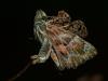 310810 – Photo : Florian ALONSO – France (69)