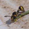310861 – Photo : Franck Buron – France (38)