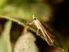 310464 – Photo : BourrinOman – France (83)